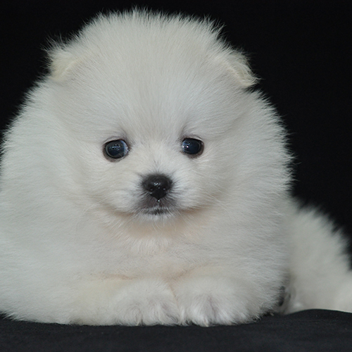 白博美 - 狗狗之家