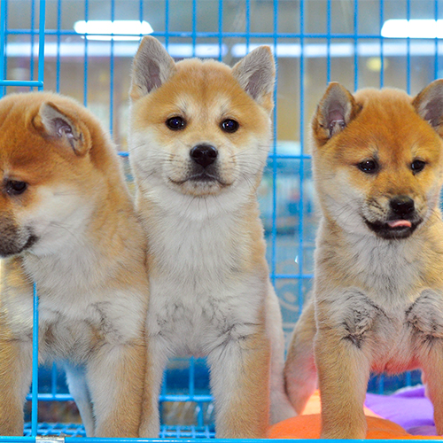 产品详情泰迪博美阿拉斯加柴犬萨摩耶金毛
