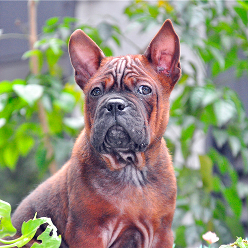 川东猎犬 - 狗狗之家