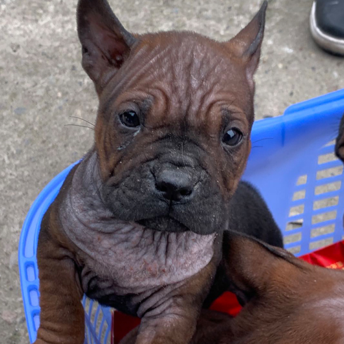 川东猎犬
