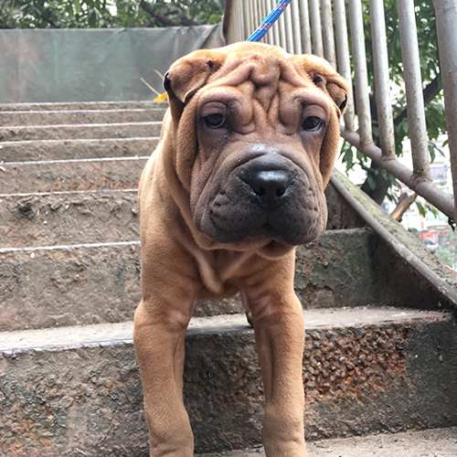 沙皮- 狗狗之家