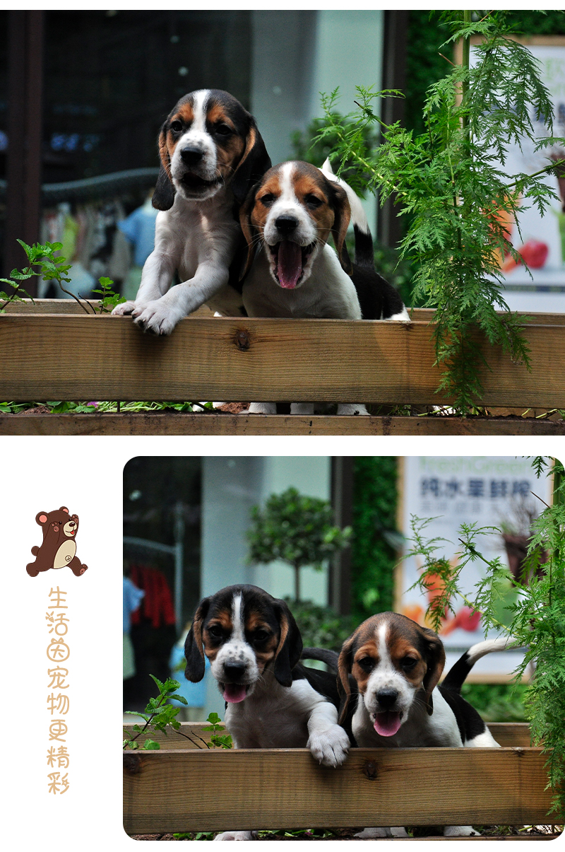 比格犬