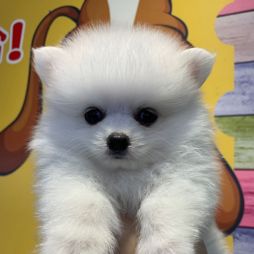 产品详情泰迪博美阿拉斯加柴犬萨摩耶金毛