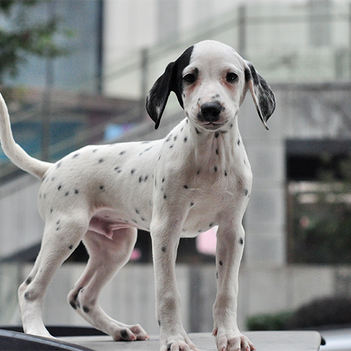 斑点狗